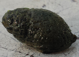 Mud Dog Whelk